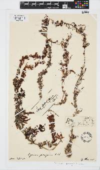 Sargassum spinuligerum image