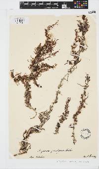 Sargassum spinuligerum image