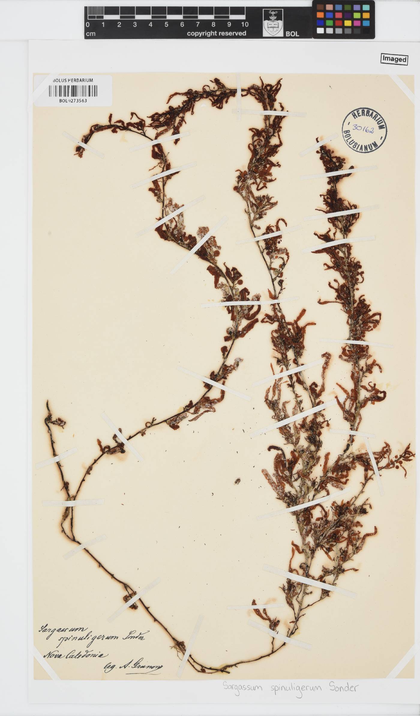 Sargassum spinuligerum image