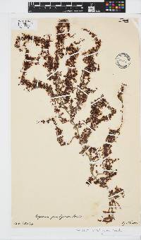 Sargassum spinuligerum image