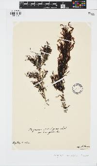 Sargassum spinuligerum image