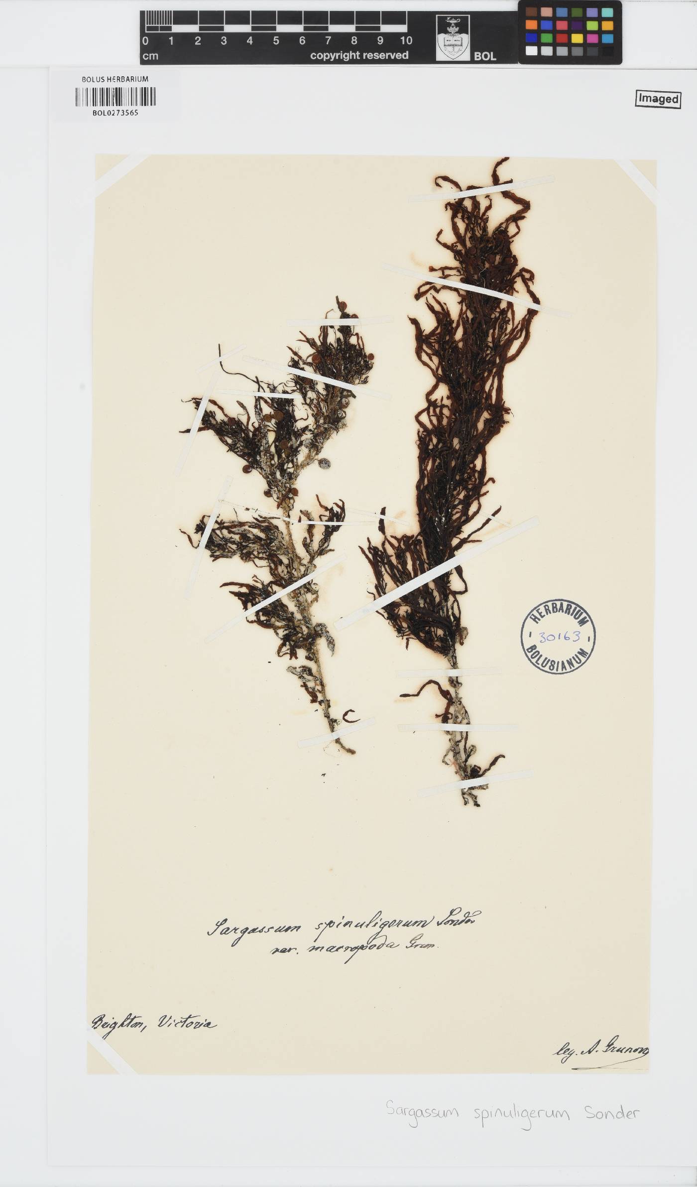 Sargassum spinuligerum image