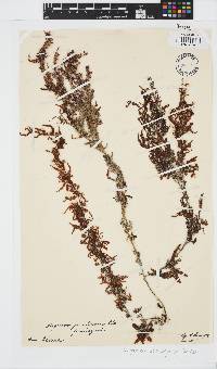 Sargassum spinuligerum image
