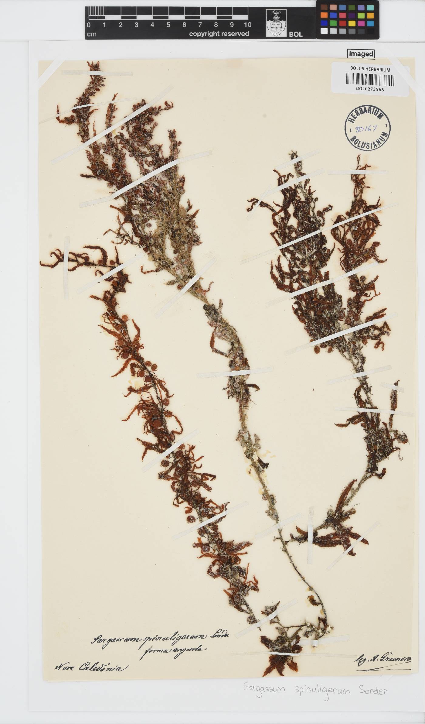 Sargassum spinuligerum image