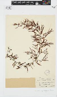 Sargassum spinuligerum image