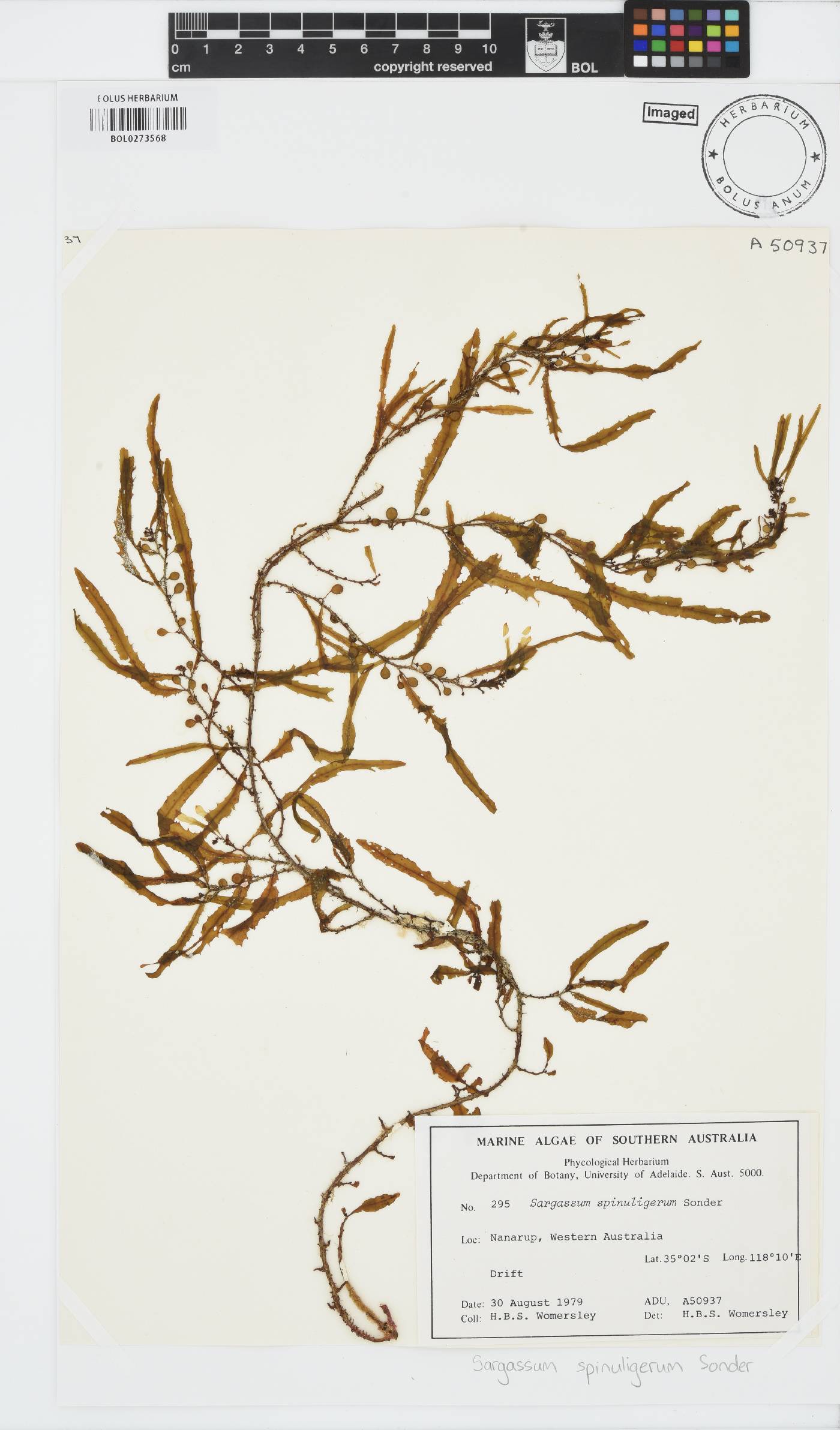 Sargassum spinuligerum image