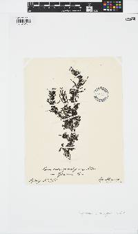 Sargassum spinuligerum image