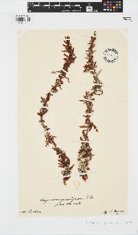 Sargassum spinuligerum image