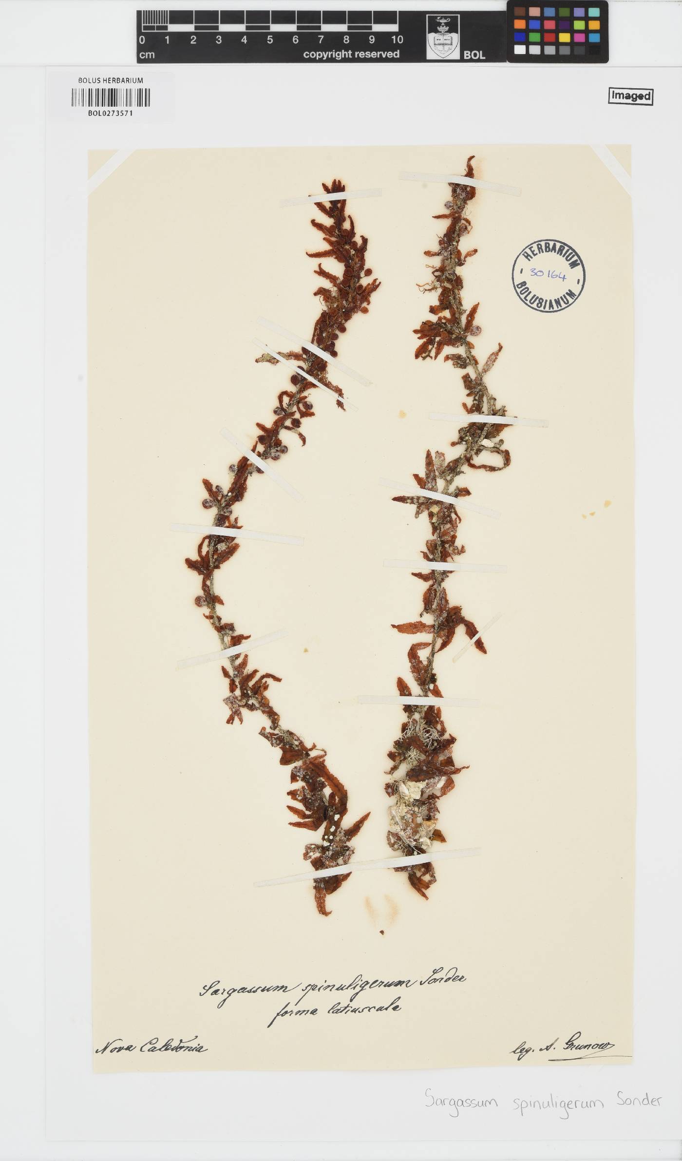 Sargassum spinuligerum image