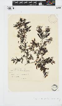 Sargassum sinclairii image