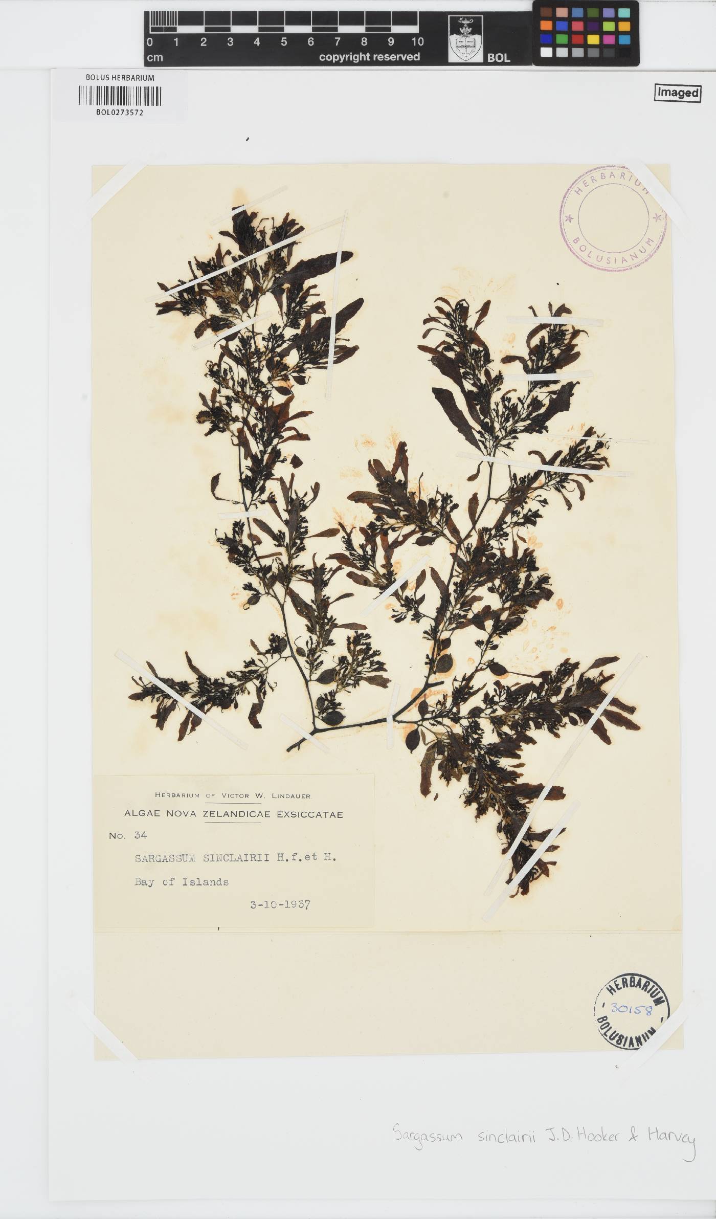 Sargassum sinclairii image