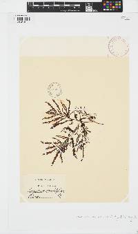 Sargassum serratifolium image