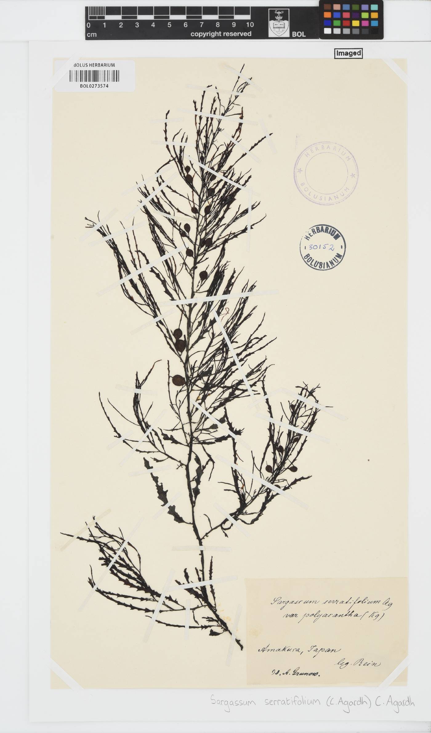 Sargassum serratifolium image