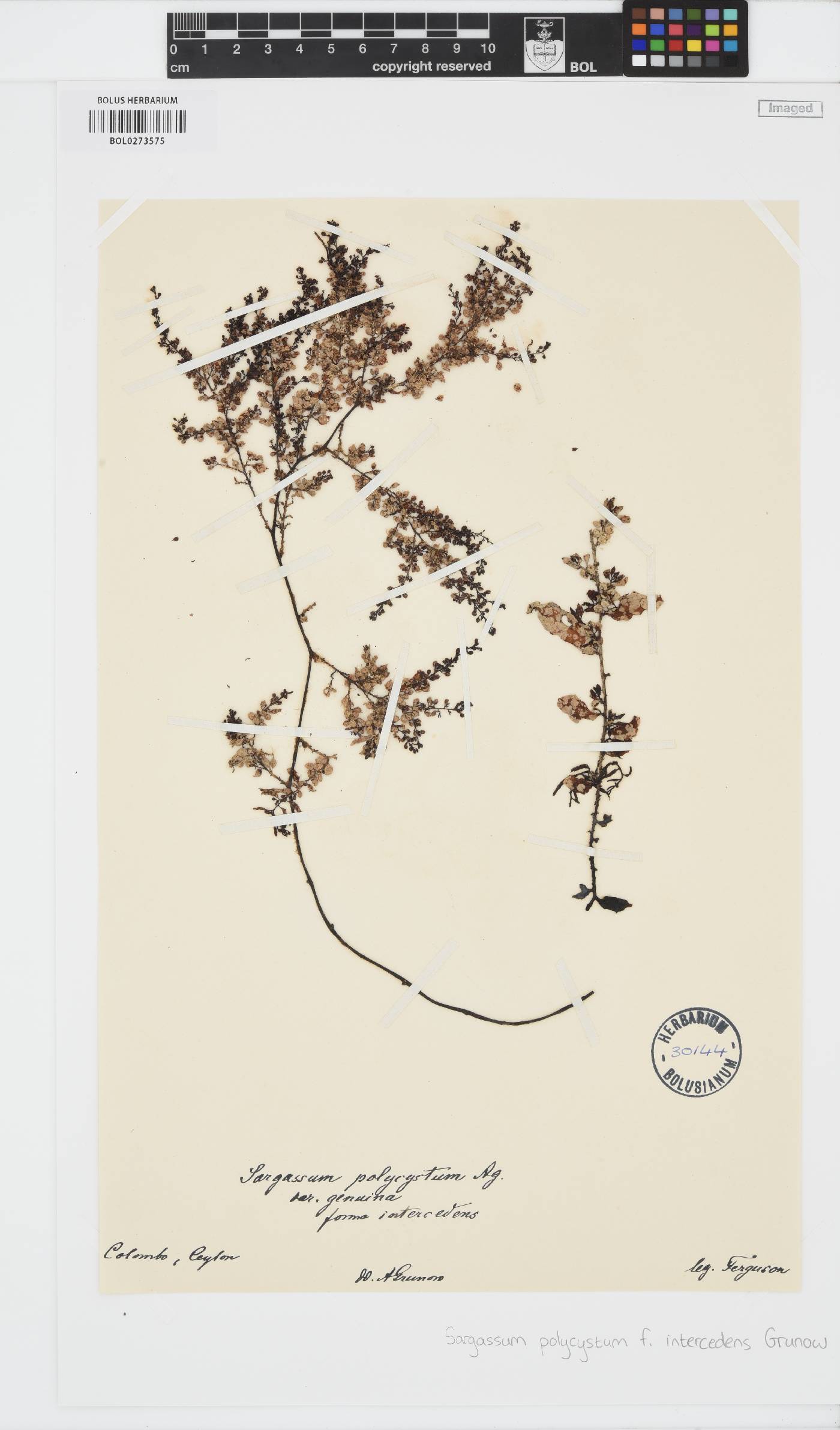 Sargassum polycystum f. intercedens image