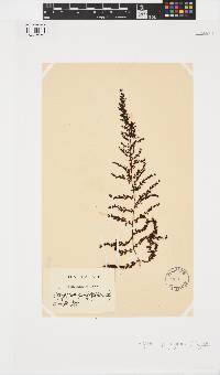 Sargassum polycystum image