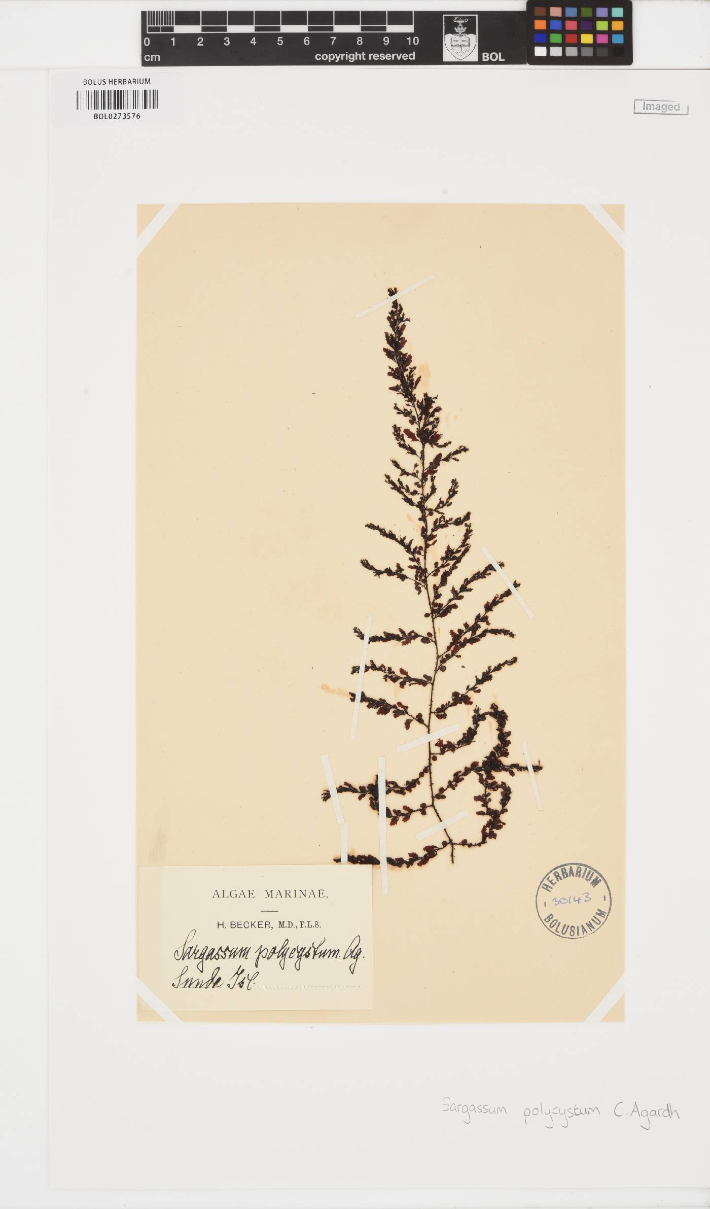 Sargassum polycystum image