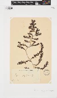 Sargassum polycystum image