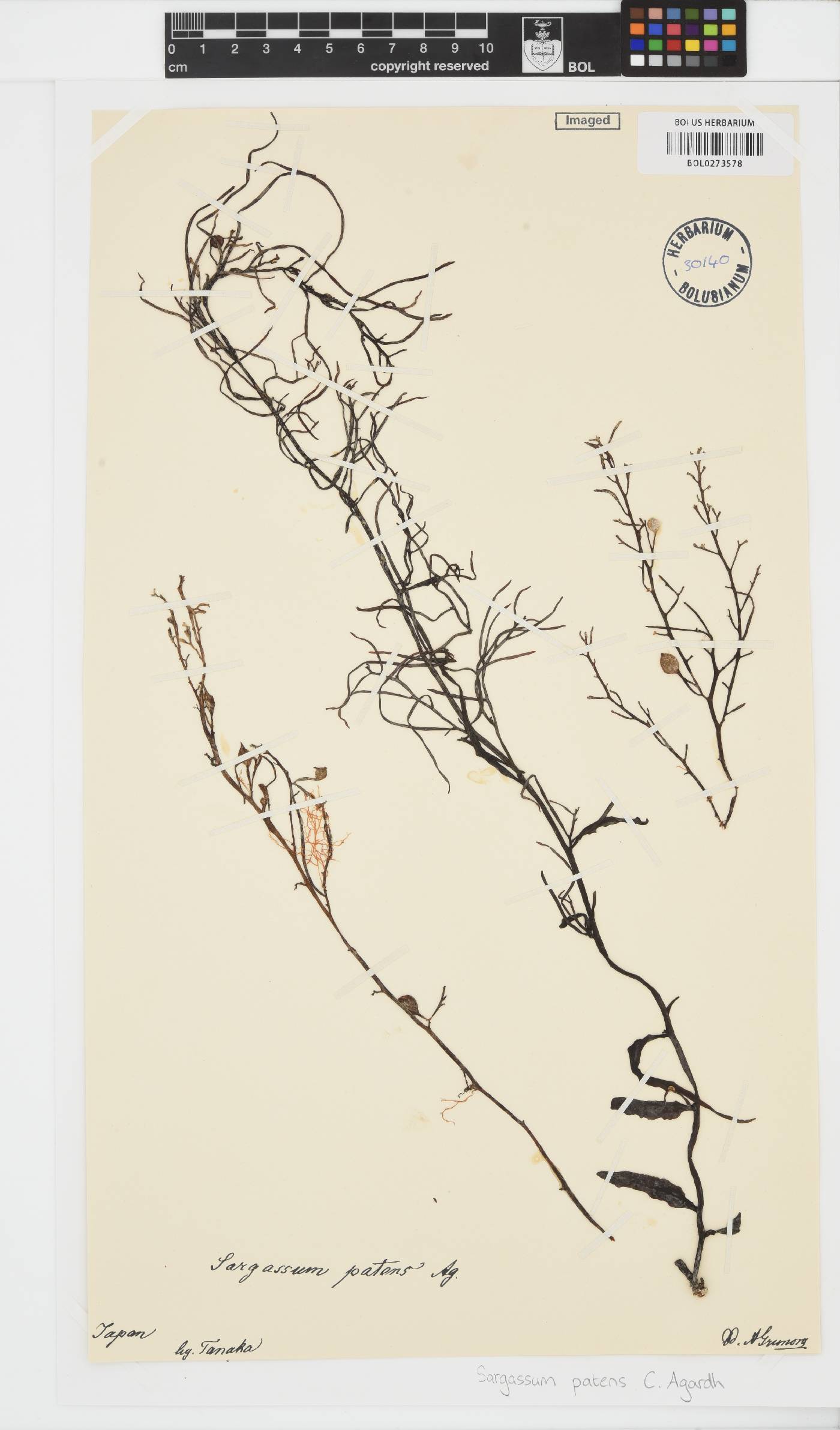 Sargassum patens image