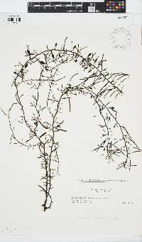 Sargassum patens image