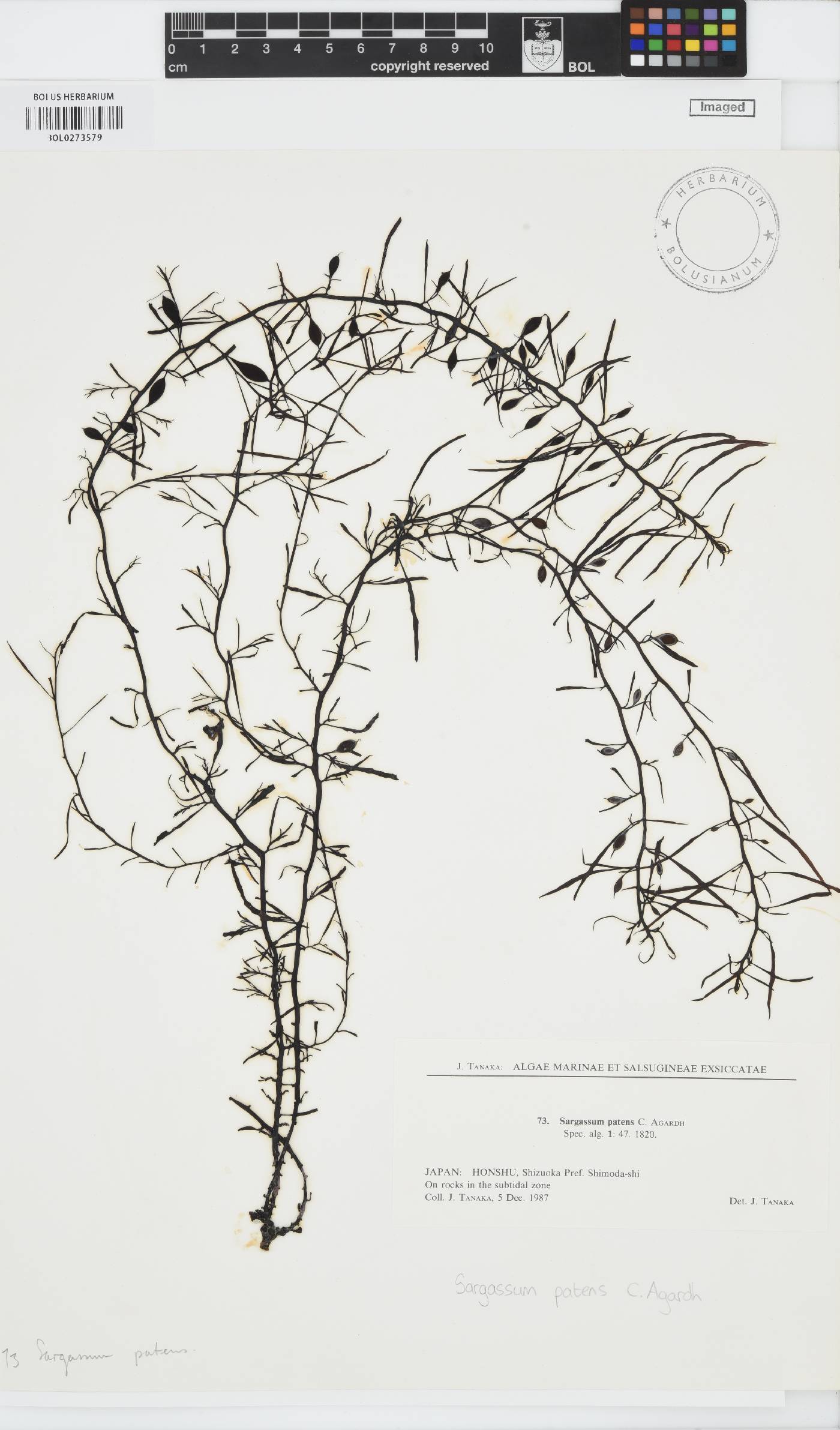 Sargassum patens image