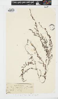 Sargassum parvifolium image
