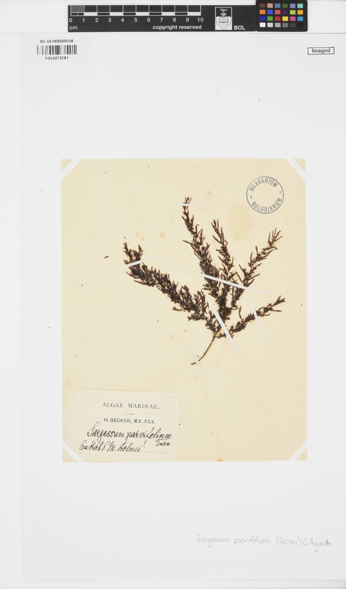 Sargassum parvifolium image