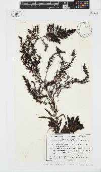 Sargassum paradoxum image
