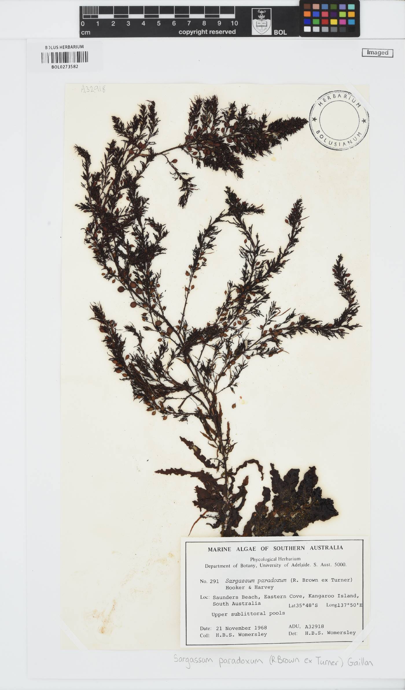 Sargassum paradoxum image