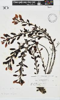 Sargassum nigrifolium image