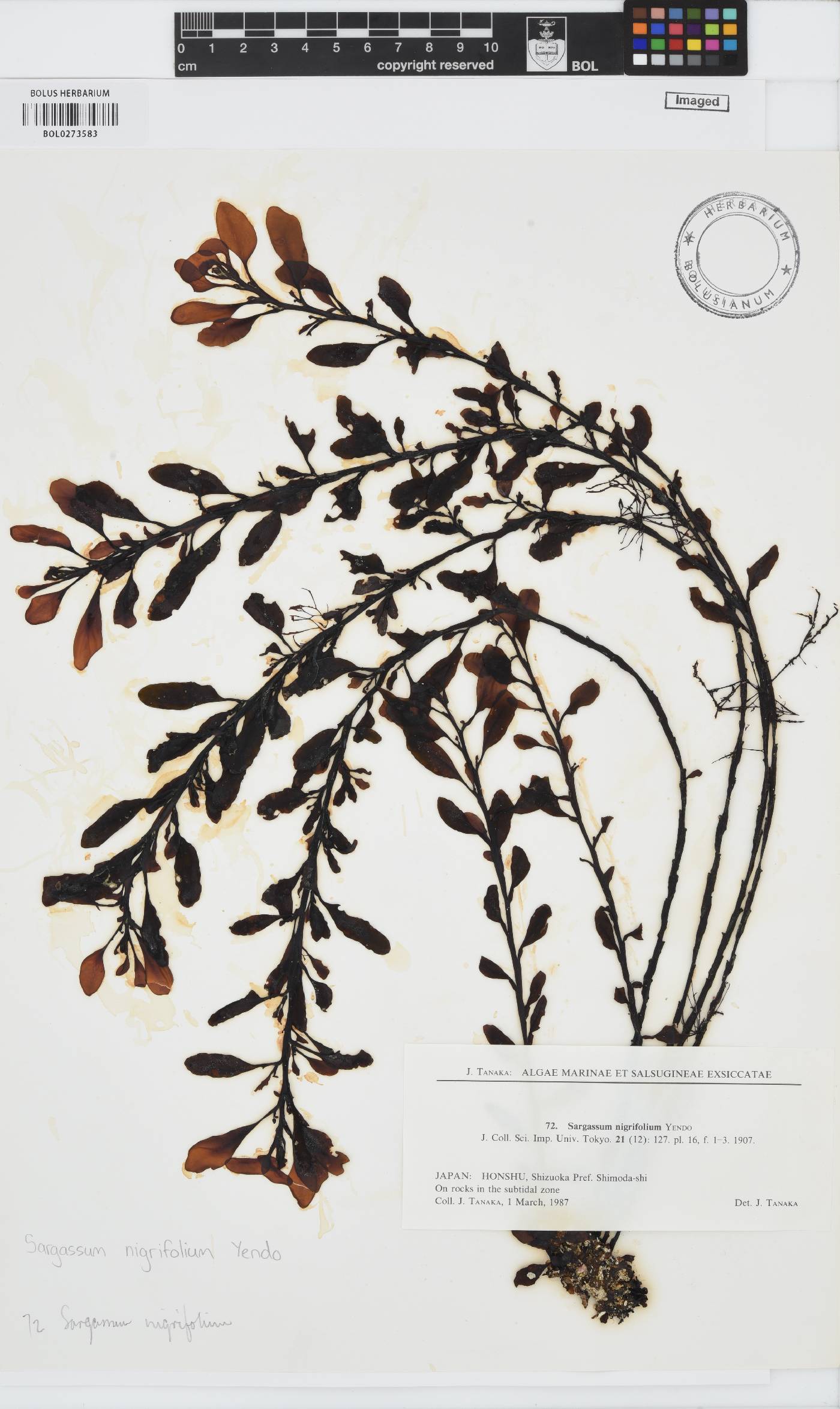 Sargassum nigrifolium image
