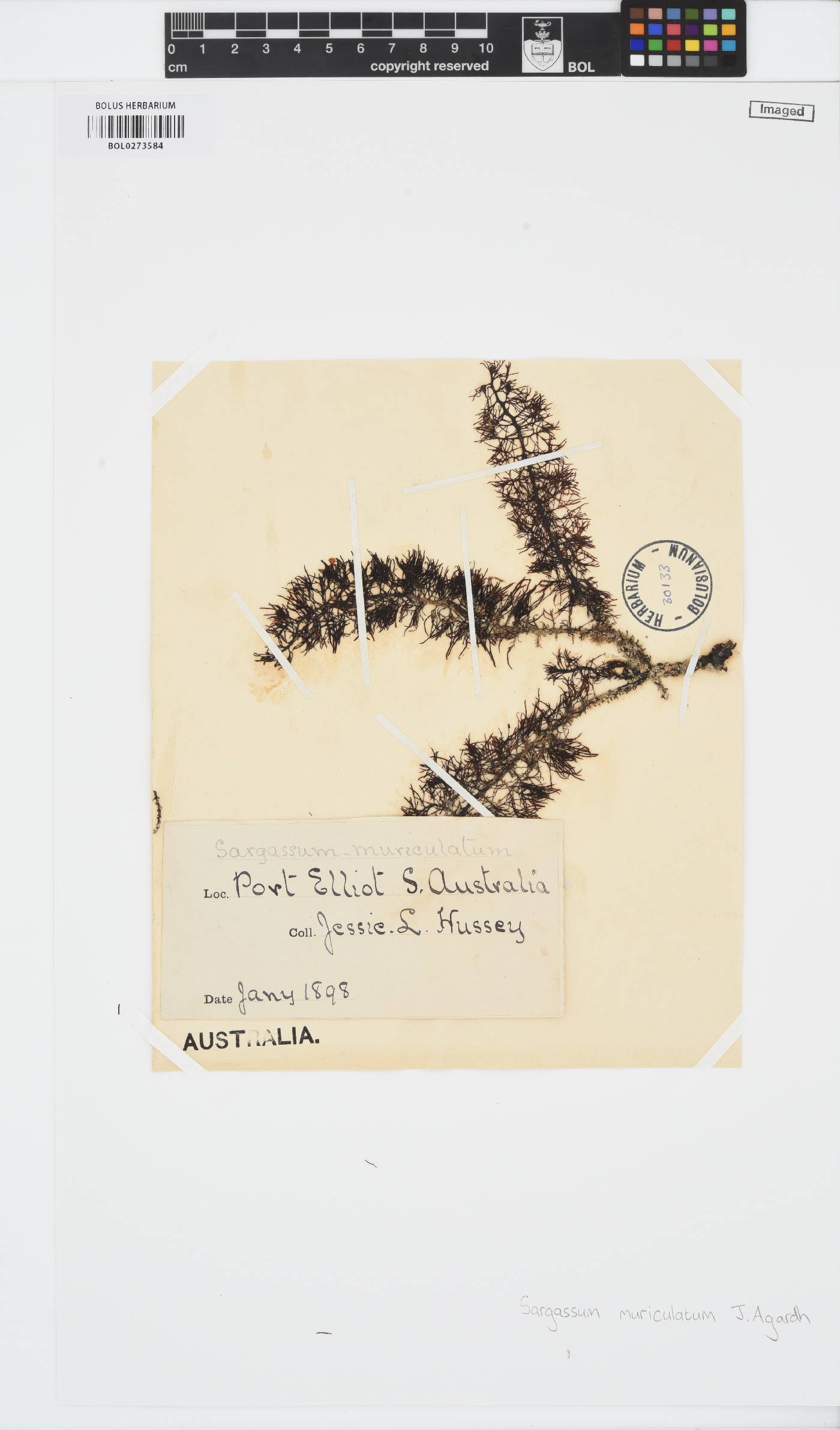 Phyllotricha decipiens image