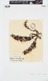 Phyllotricha decipiens image