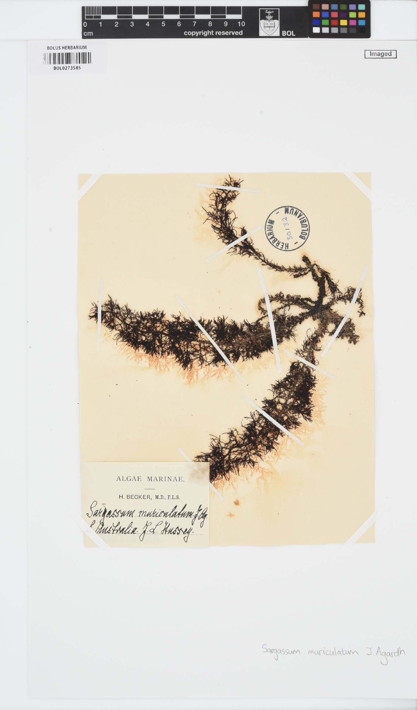 Phyllotricha decipiens image