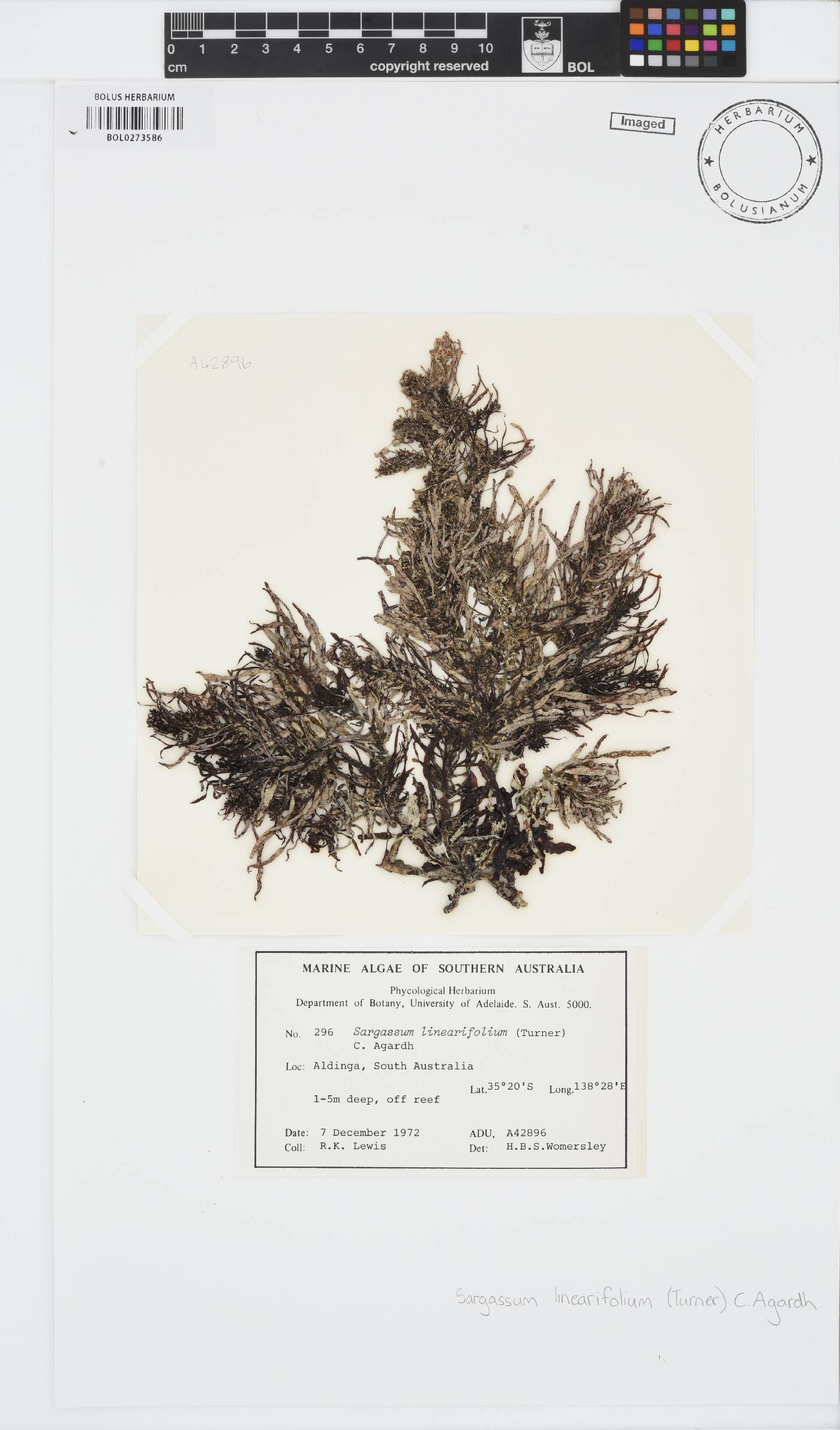 Sargassum linearifolium image