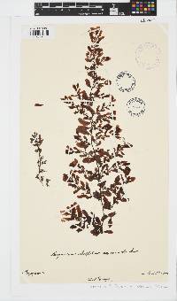 Sargassum ilicifolium image