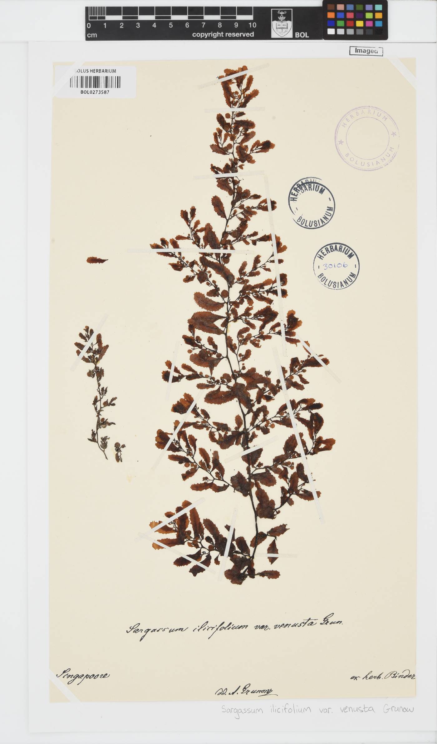 Sargassum ilicifolium image