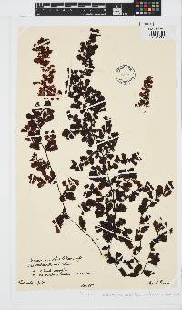 Sargassum ilicifolium image