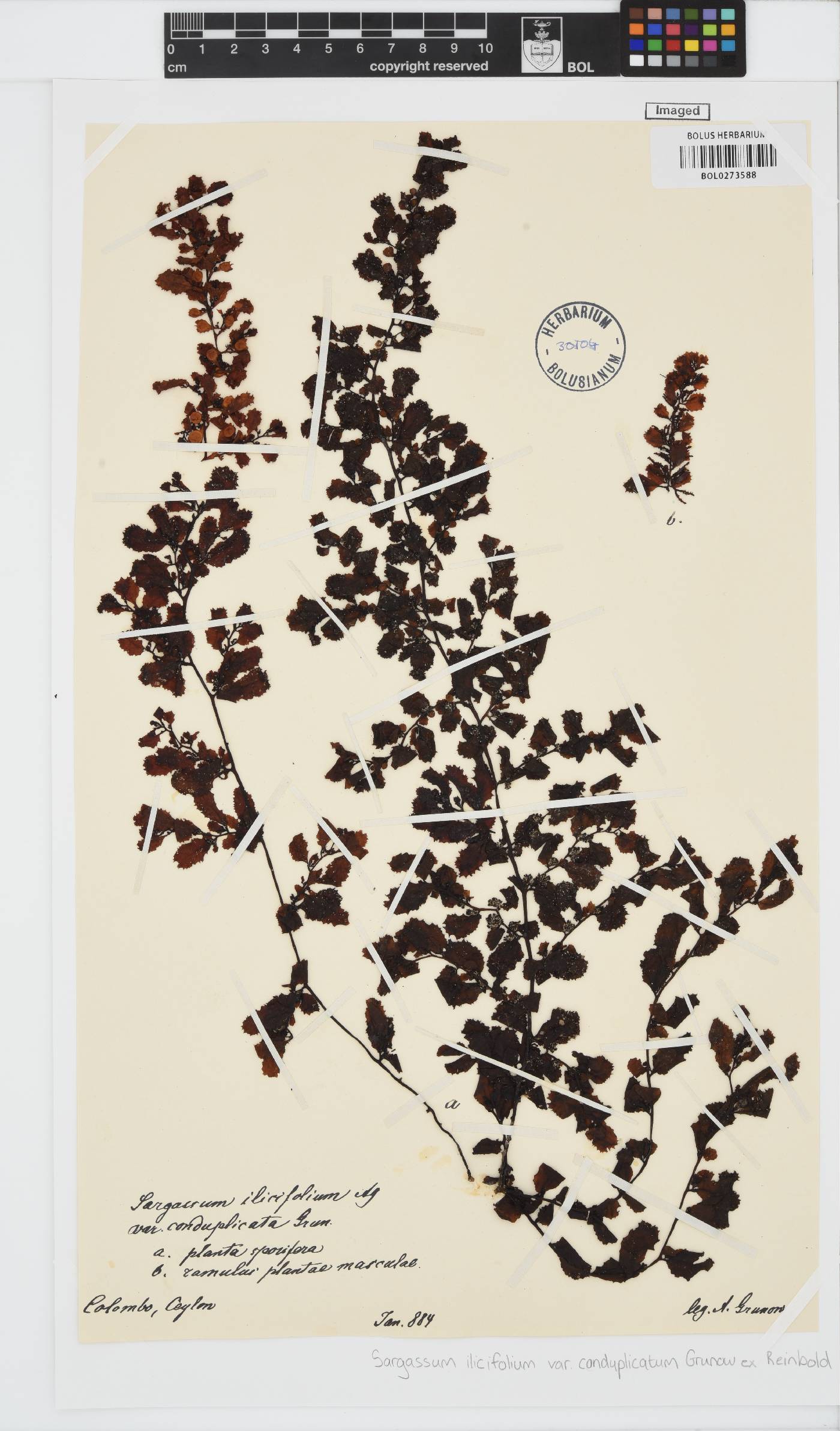 Sargassum ilicifolium image