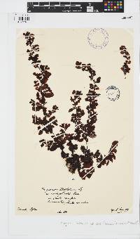 Sargassum ilicifolium image