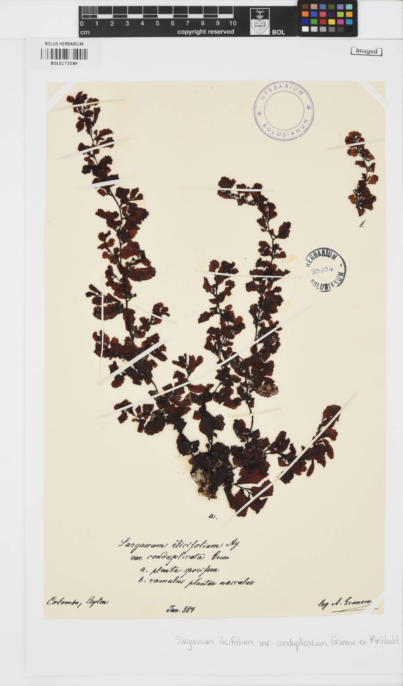 Sargassum ilicifolium image