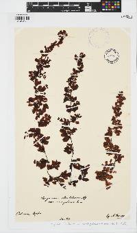 Sargassum ilicifolium image