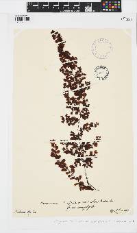 Sargassum ilicifolium image