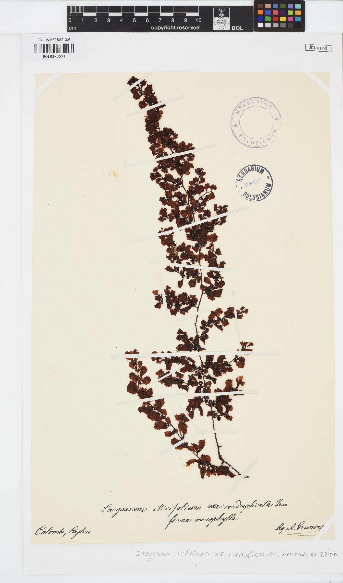 Sargassum ilicifolium var. conduplicatum image