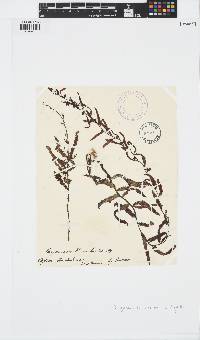 Image of Sargassum hornschuchii