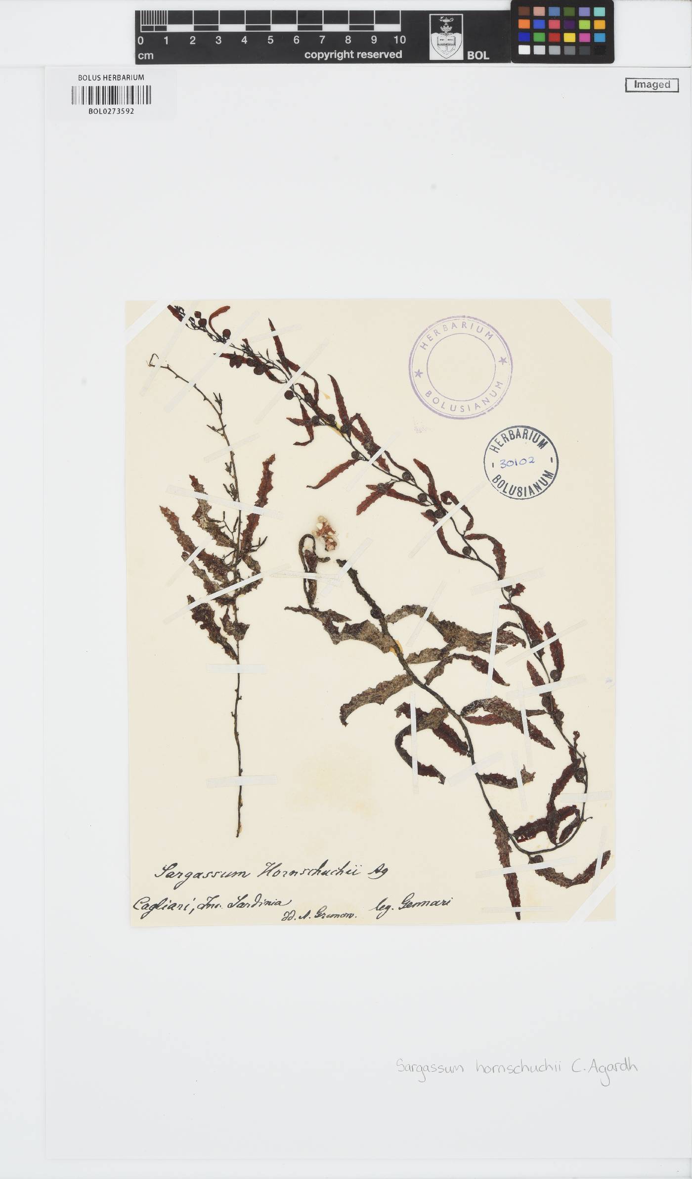 Sargassum hornschuchii image