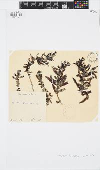 Sargassum hornschuchii image