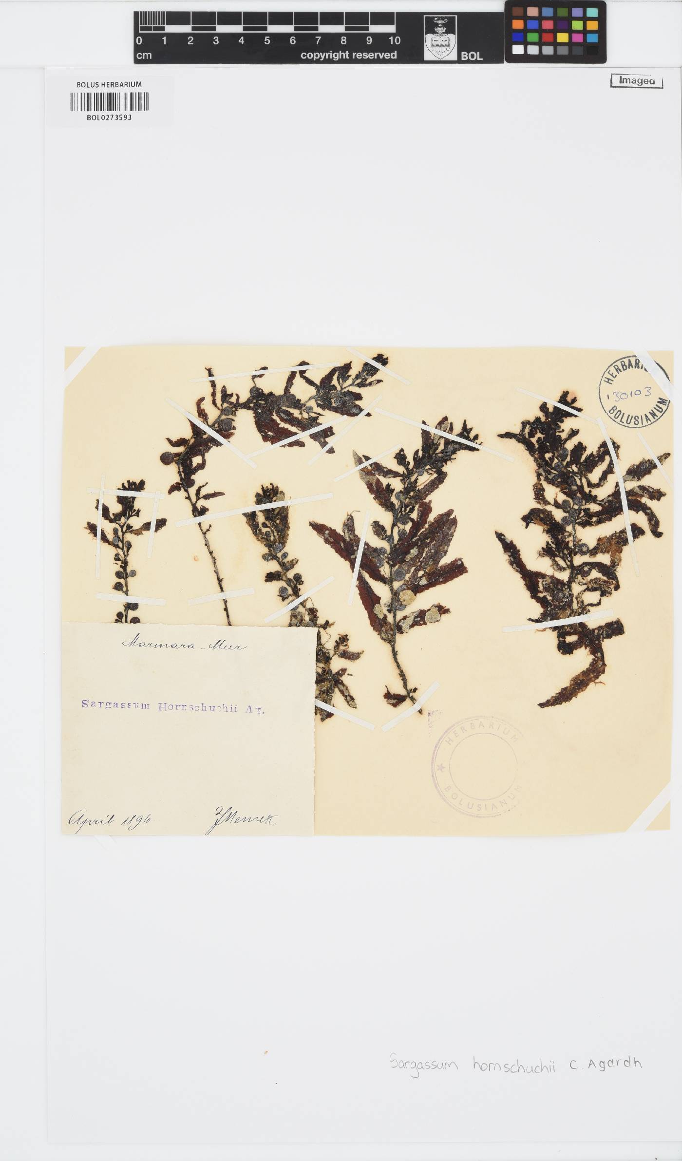Sargassum hornschuchii image