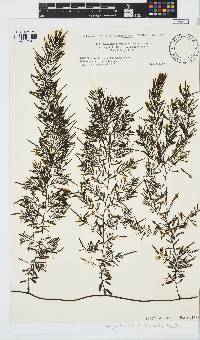 Sargassum horneri image
