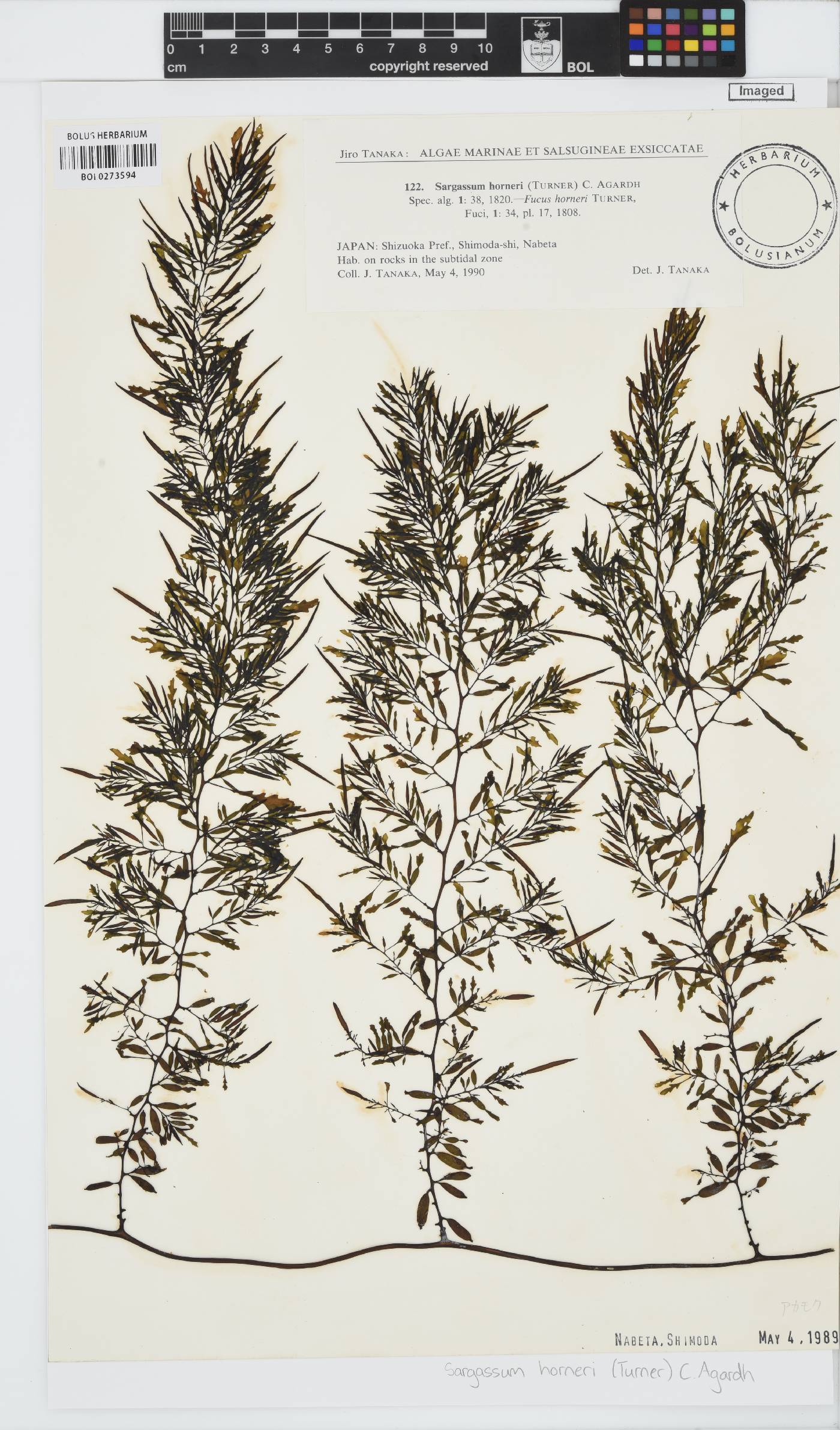 Sargassum horneri image