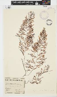 Sargassum horneri image